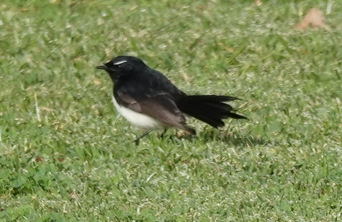 Willie-wagtail - ML584224771