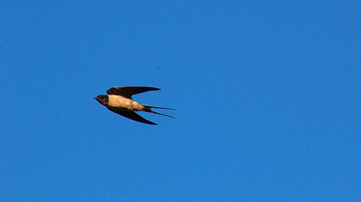 Barn Swallow - ML584225191