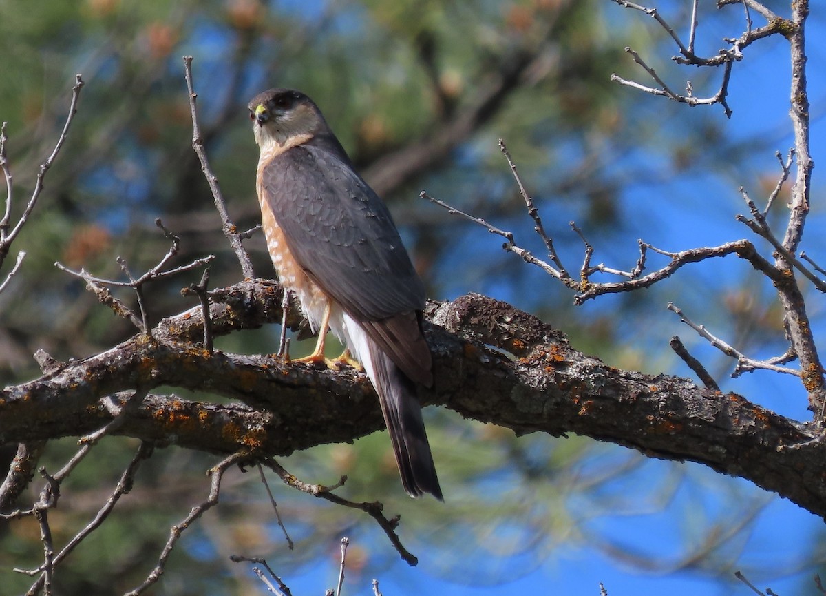 Sharp-shinned Hawk - ML584225351
