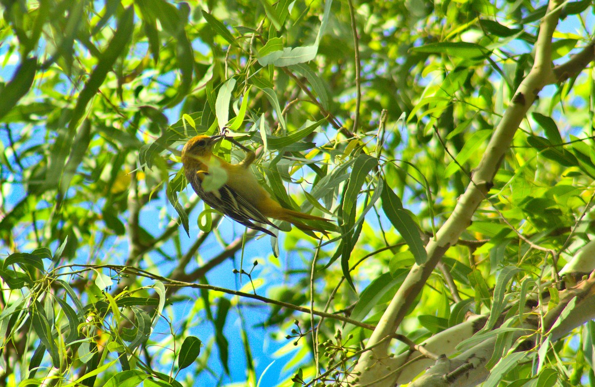 Baltimore Oriole - ML584225611
