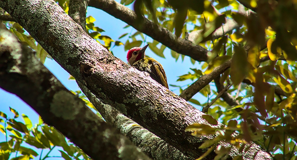 Golden-olive Woodpecker - ML584225791