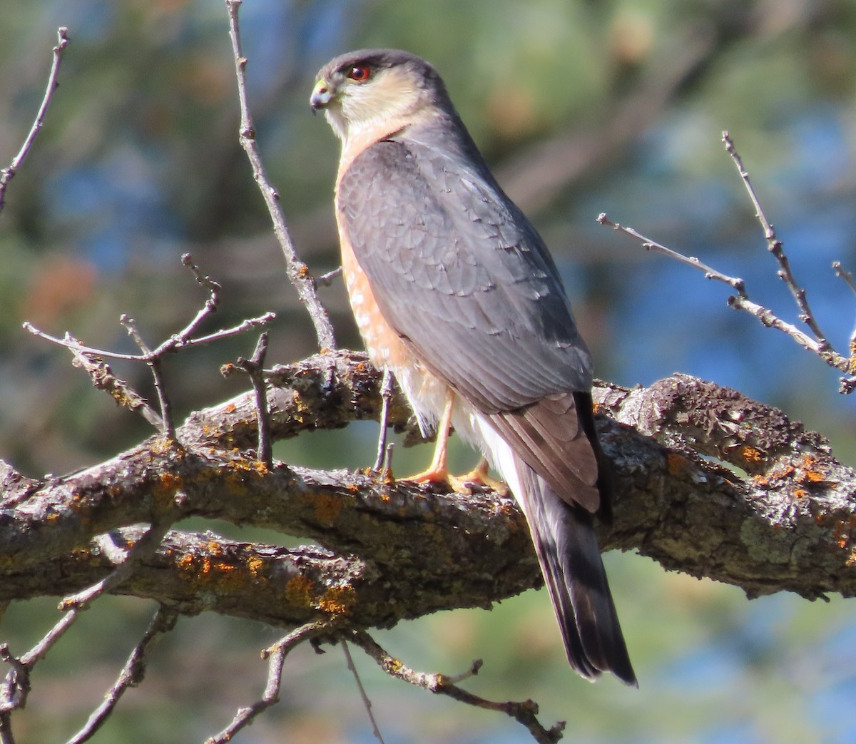 Sharp-shinned Hawk - ML584225811