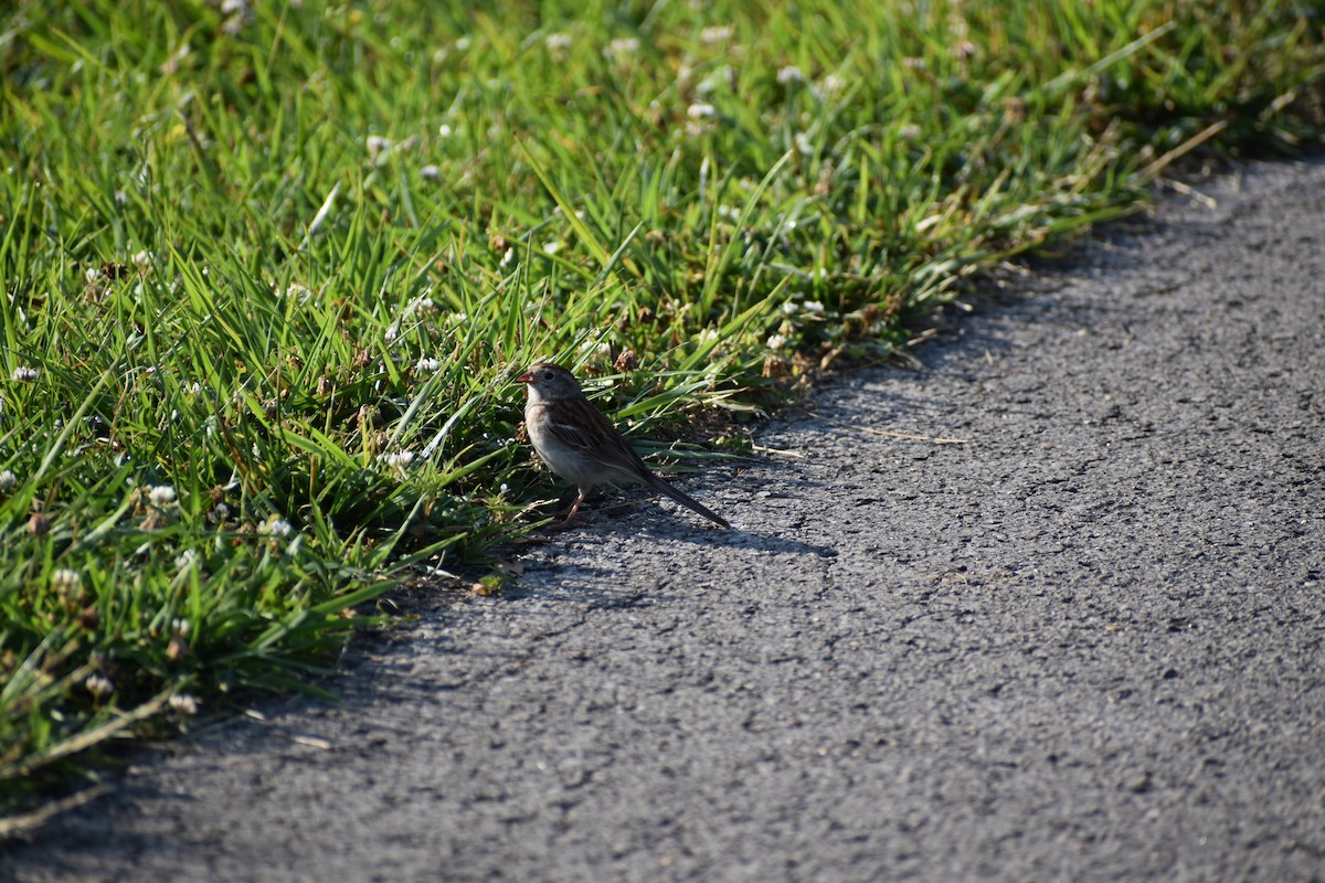 Field Sparrow - ML584225841