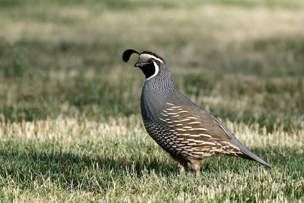 California Quail - Jim Parrish