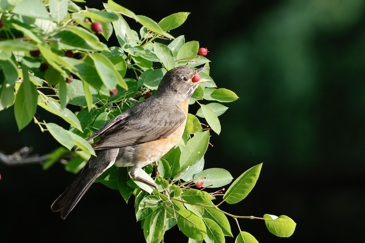 American Robin - ML584225951