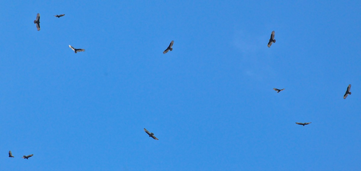 Turkey Vulture - ML584226111