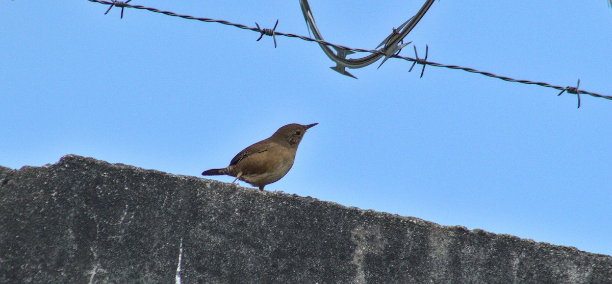 Southern House Wren - ML584226191