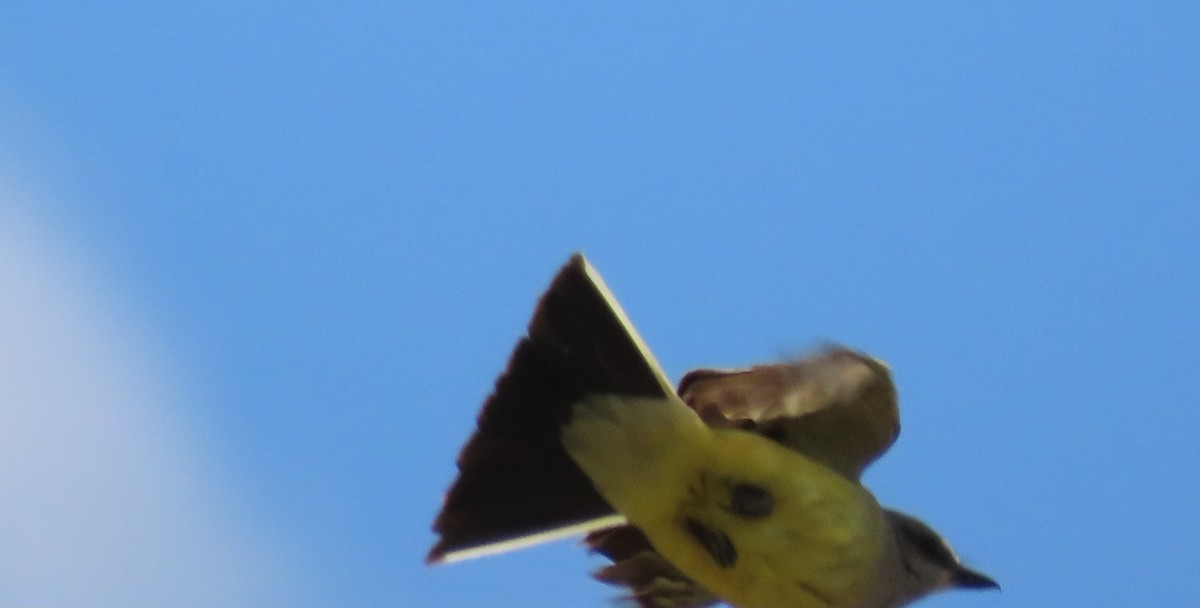 Western Kingbird - ML584226301
