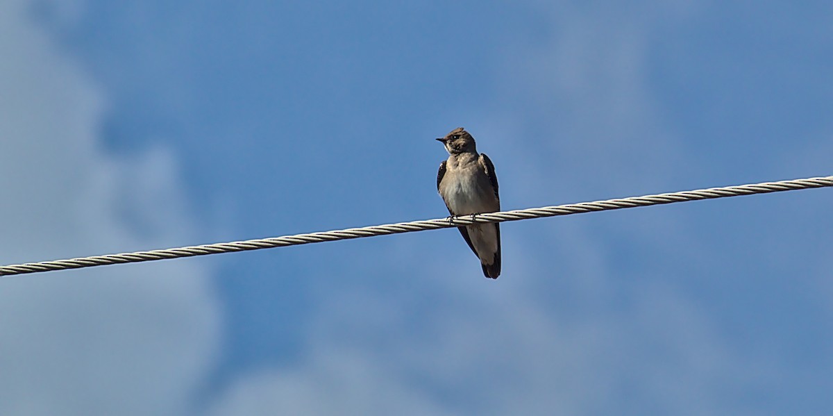 Northern Rough-winged Swallow - ML584226751
