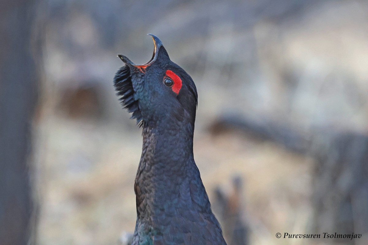 Black-billed Capercaillie - Purevsuren Tsolmonjav