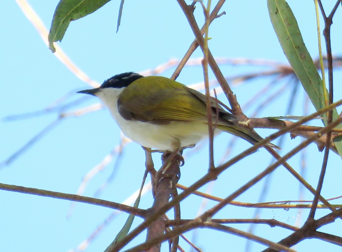 White-throated Honeyeater - ML584228441