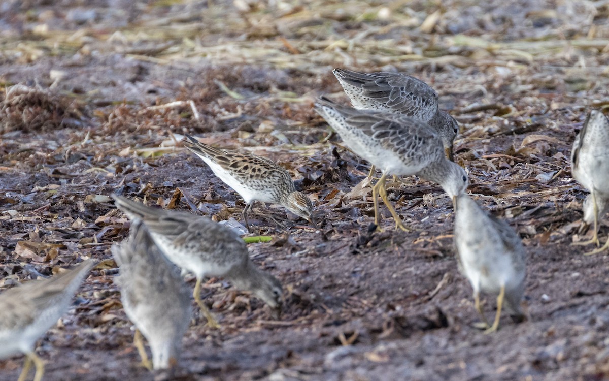 White-rumped Sandpiper - Edwin Wilke