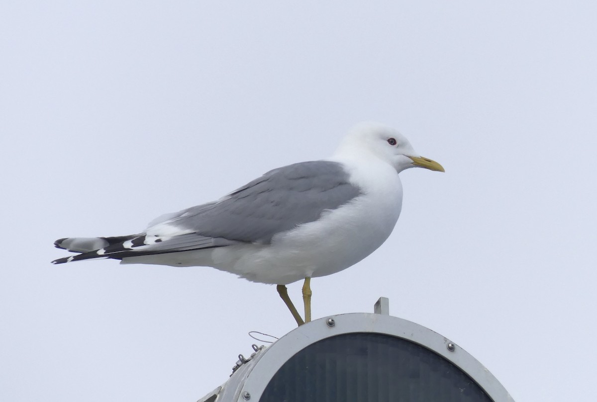 Short-billed Gull - ML584229081