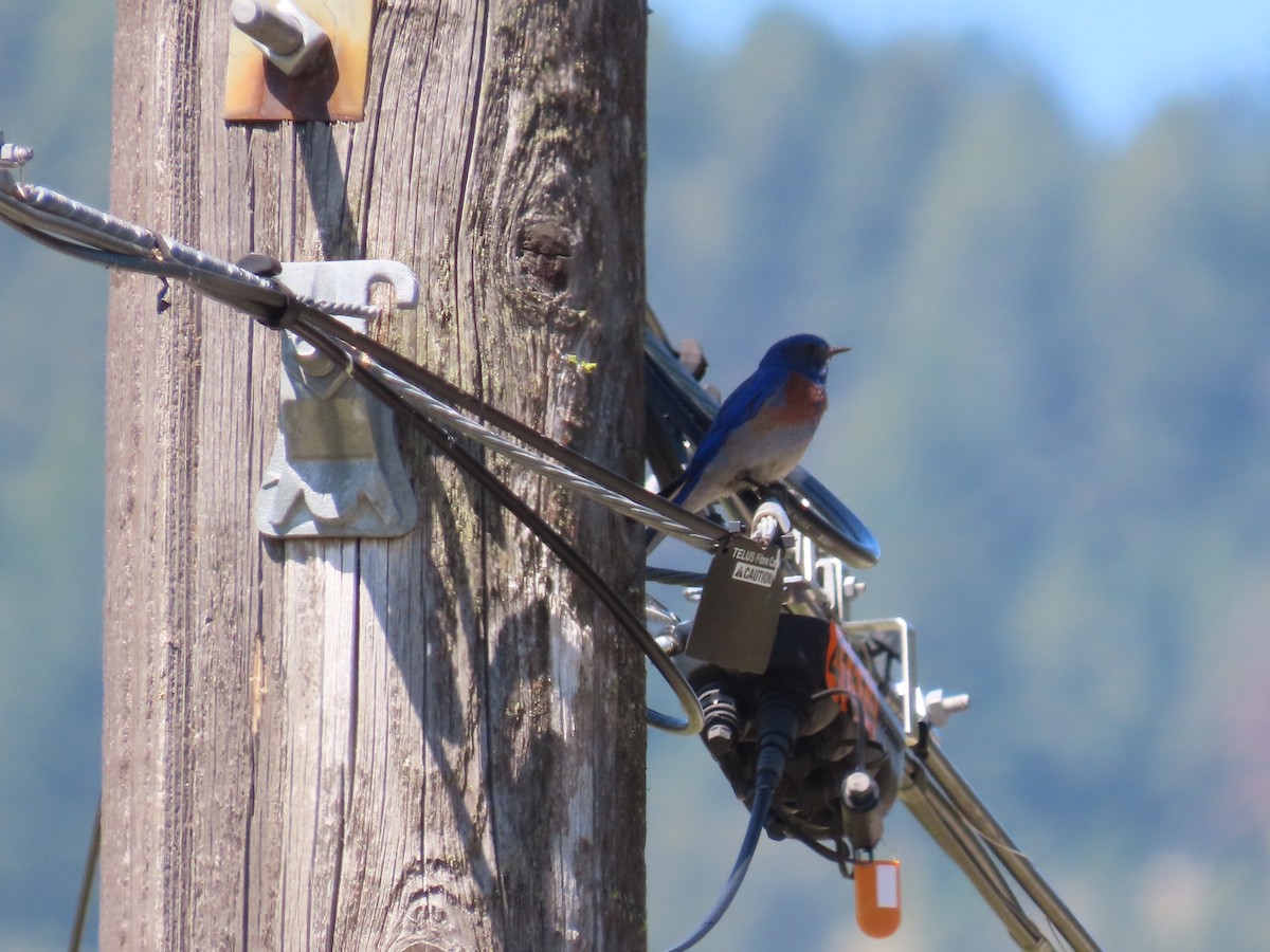 Western Bluebird - ML584230211