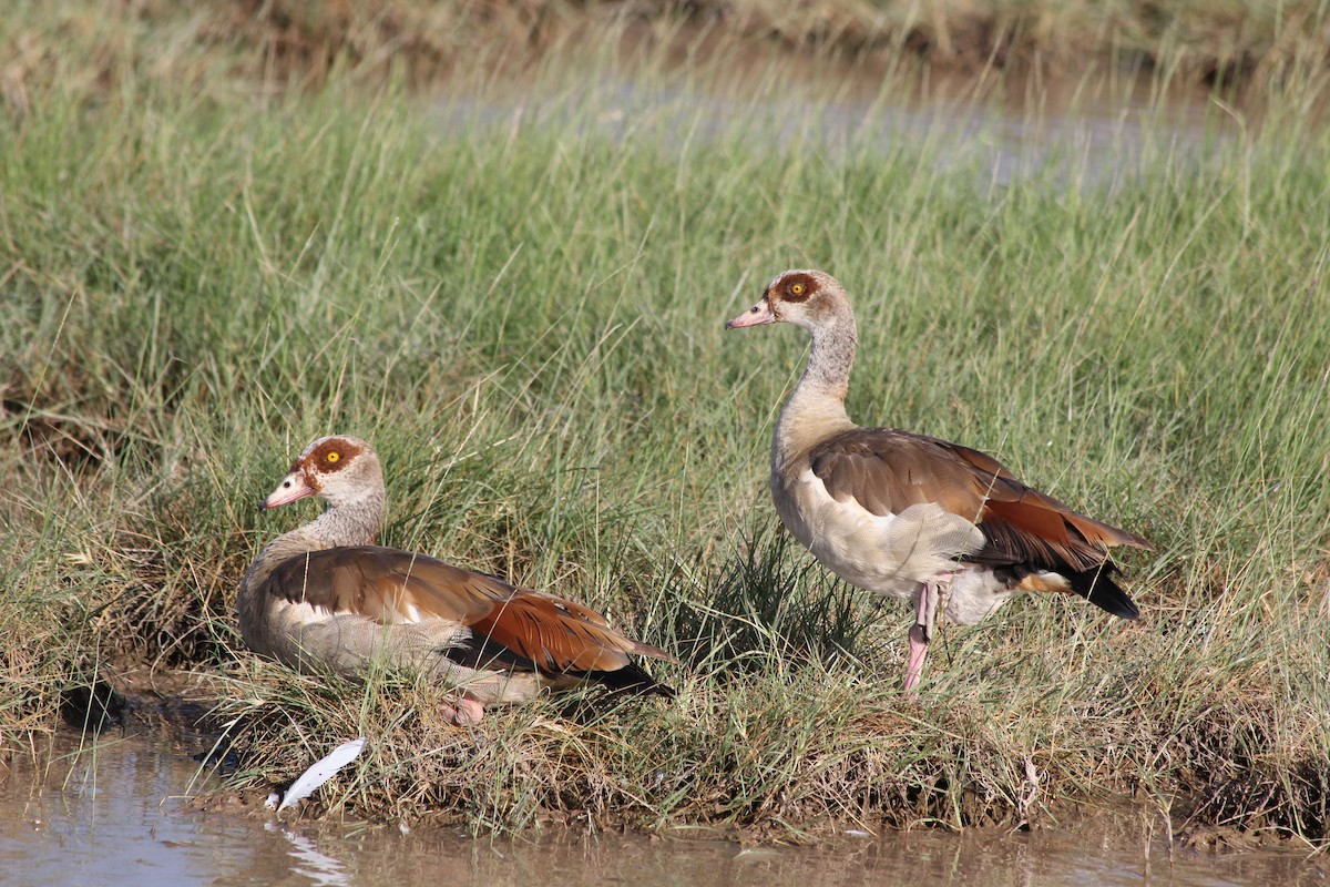 Oca egiziana - ML58423031