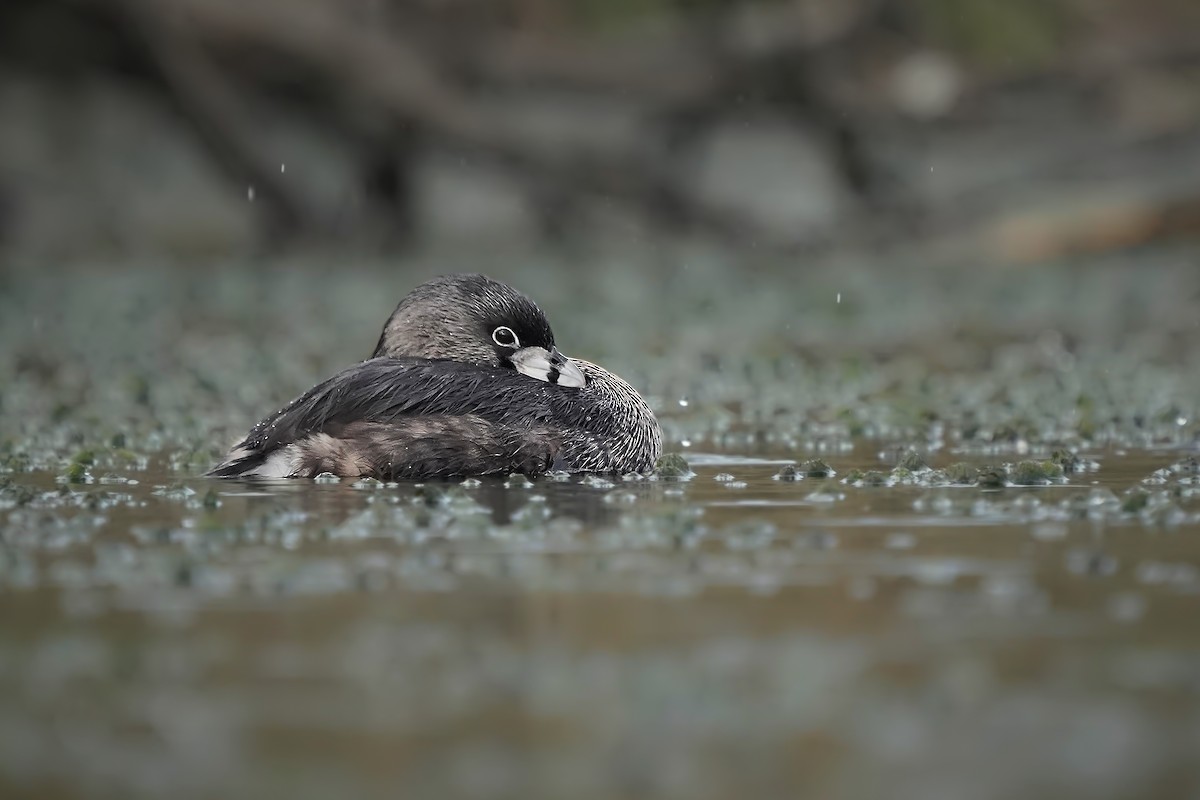 Pied-billed Grebe - ML584230341