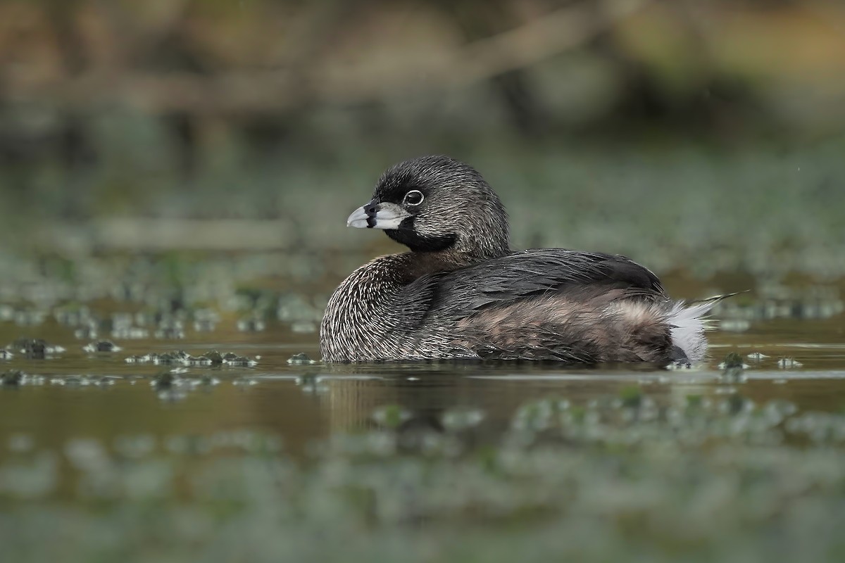 Pied-billed Grebe - ML584230371