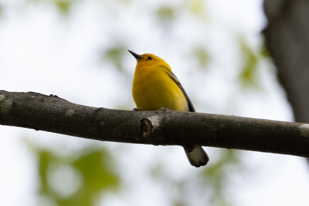 Prothonotary Warbler - Loni Ye
