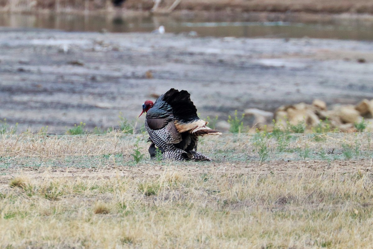 Wild Turkey - ML584230981