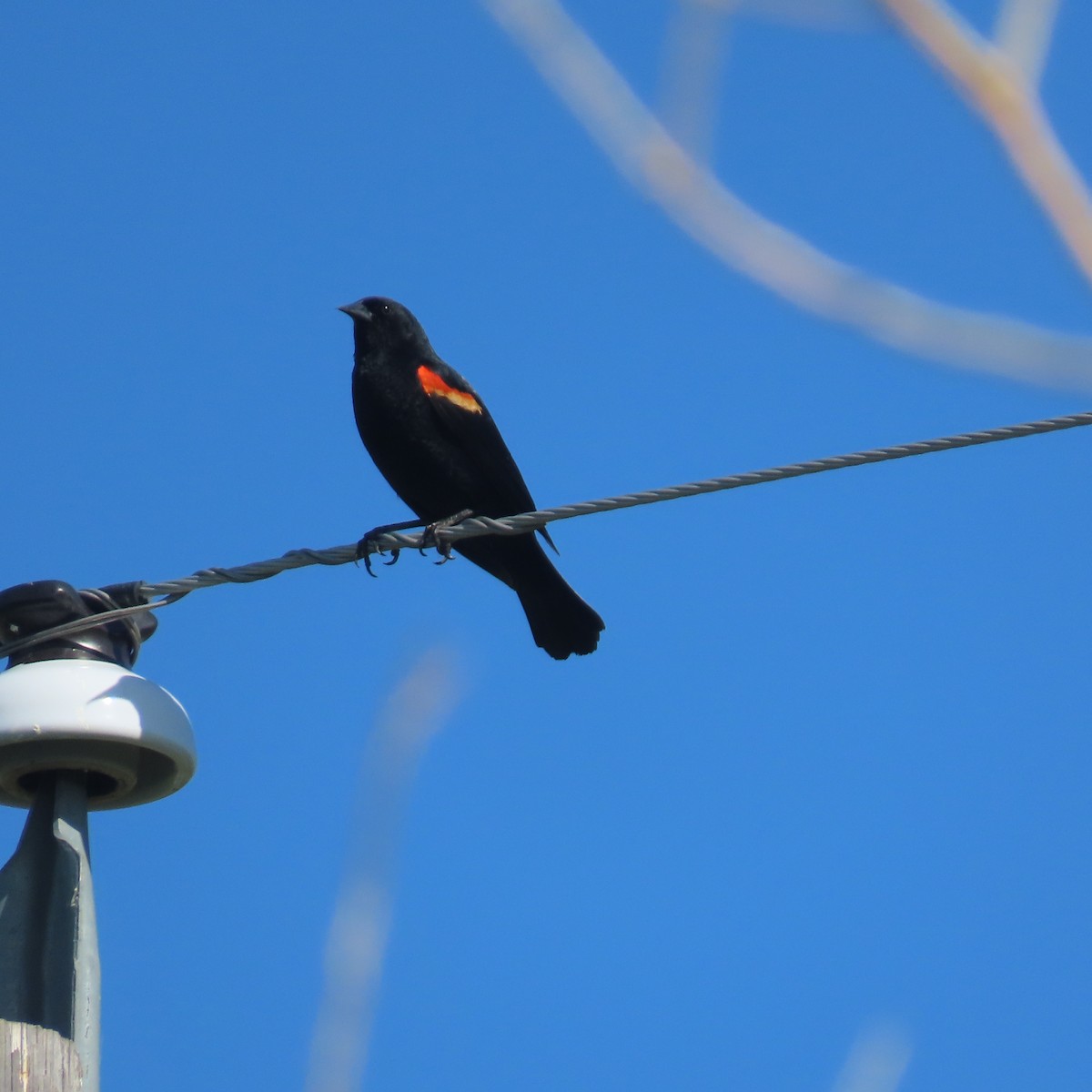 Red-winged Blackbird - ML584231741