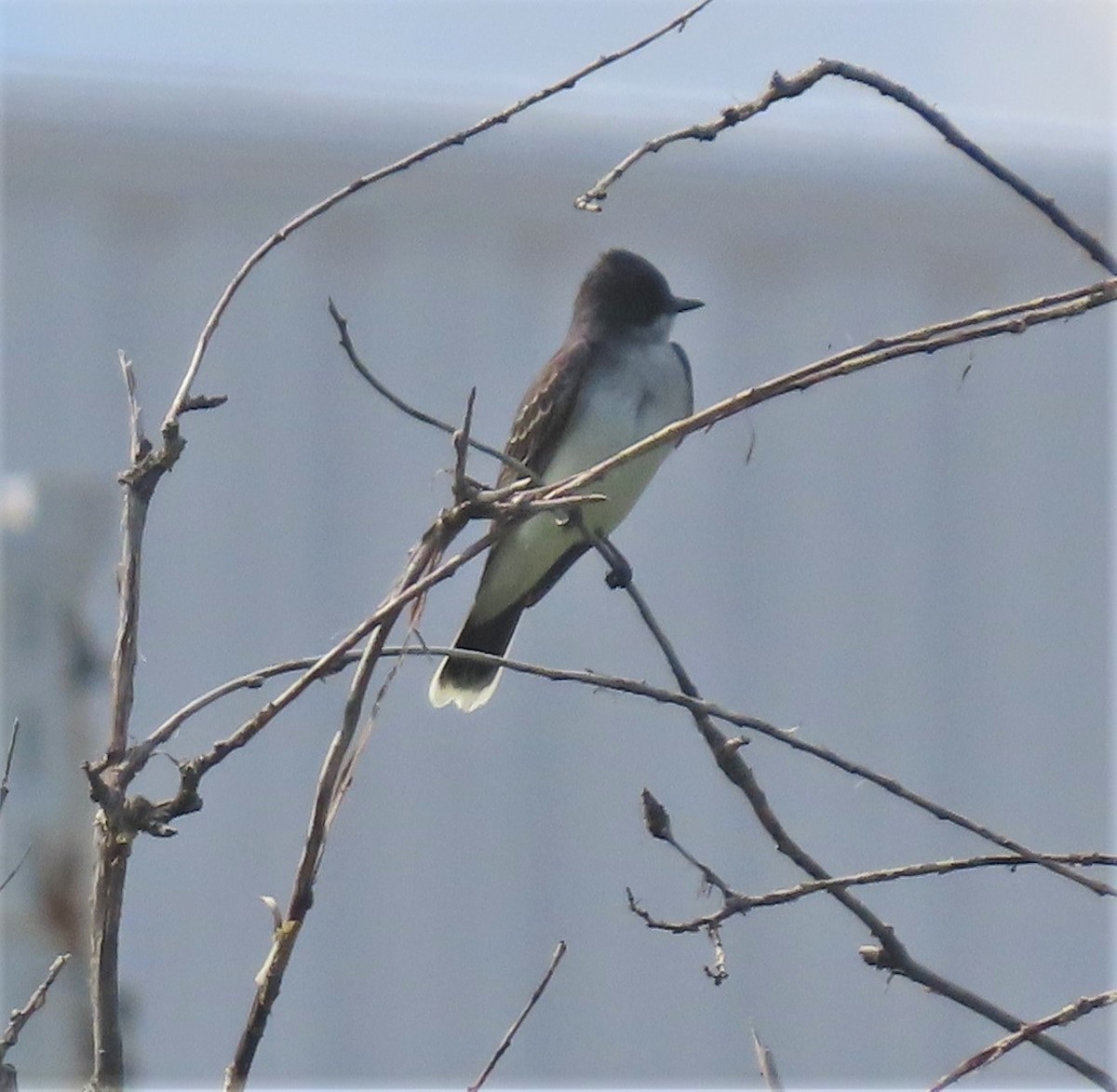 Eastern Kingbird - ML584232151