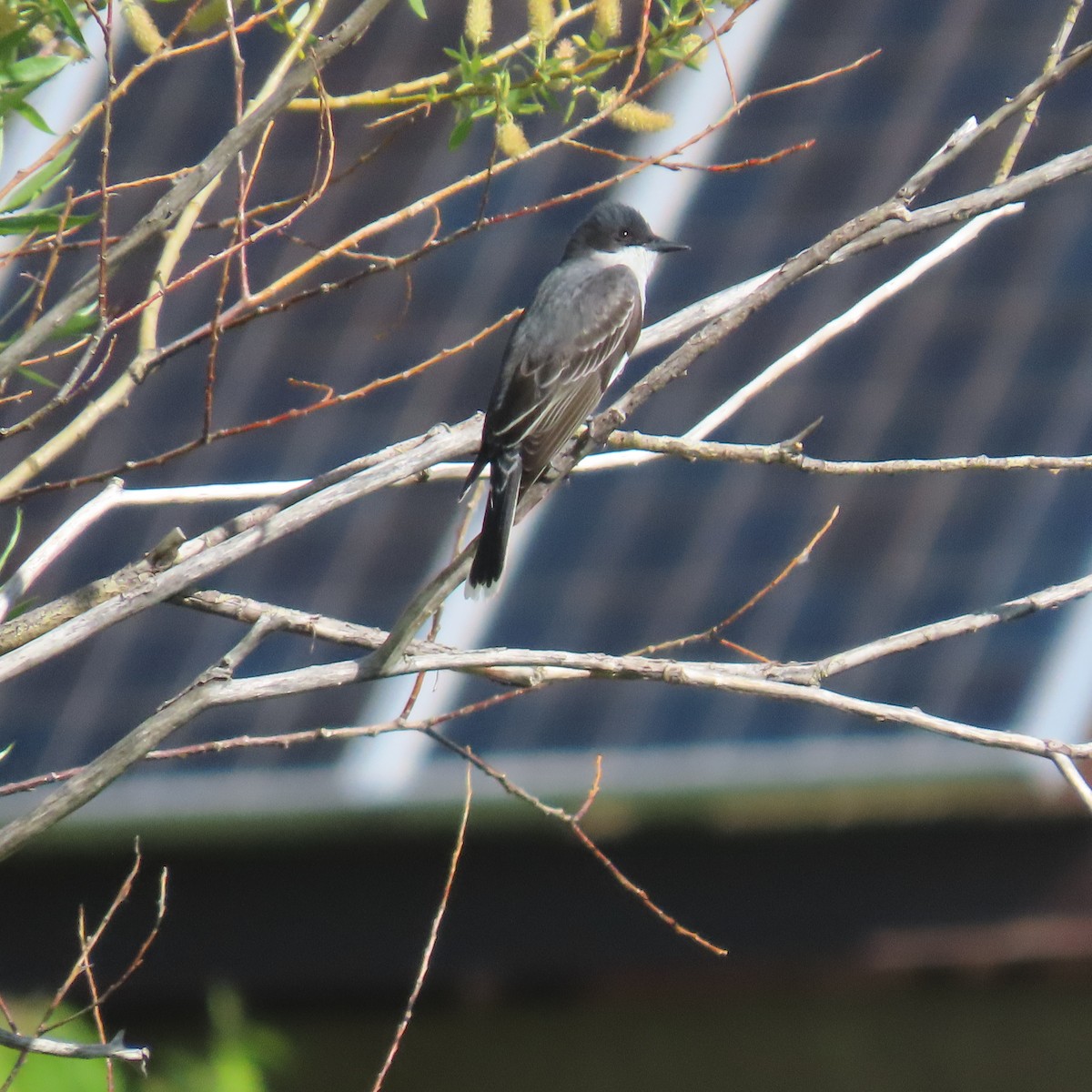 Eastern Kingbird - ML584232191