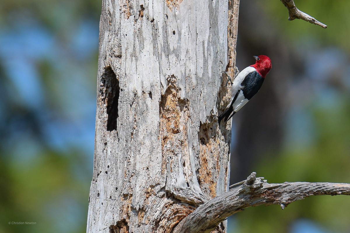 Red-headed Woodpecker - Christian Newton