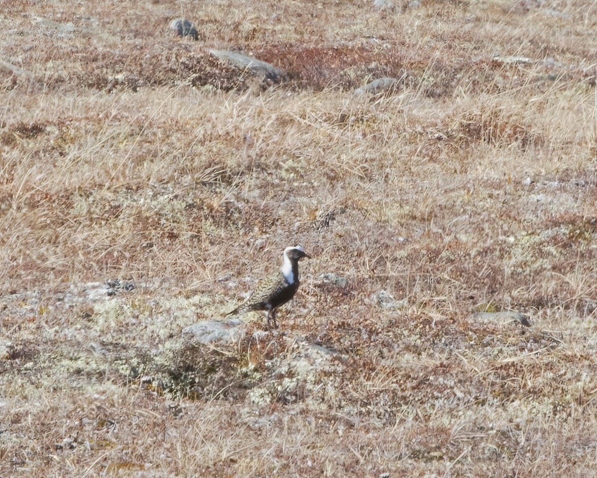 American Golden-Plover - ML584232331