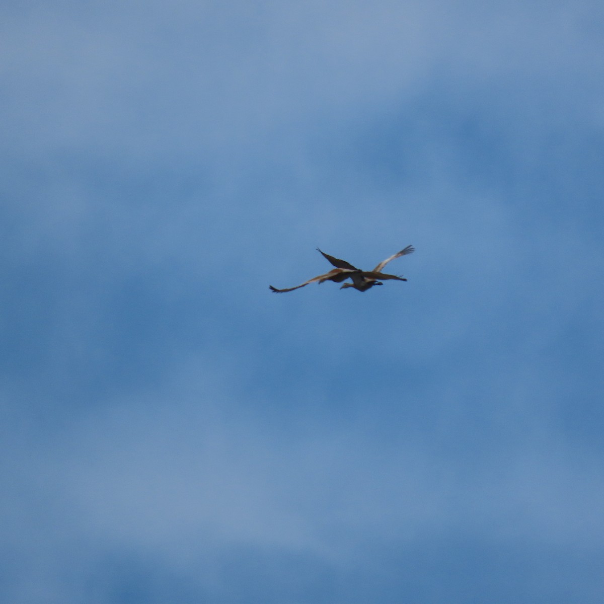 Sandhill Crane - ML584232701