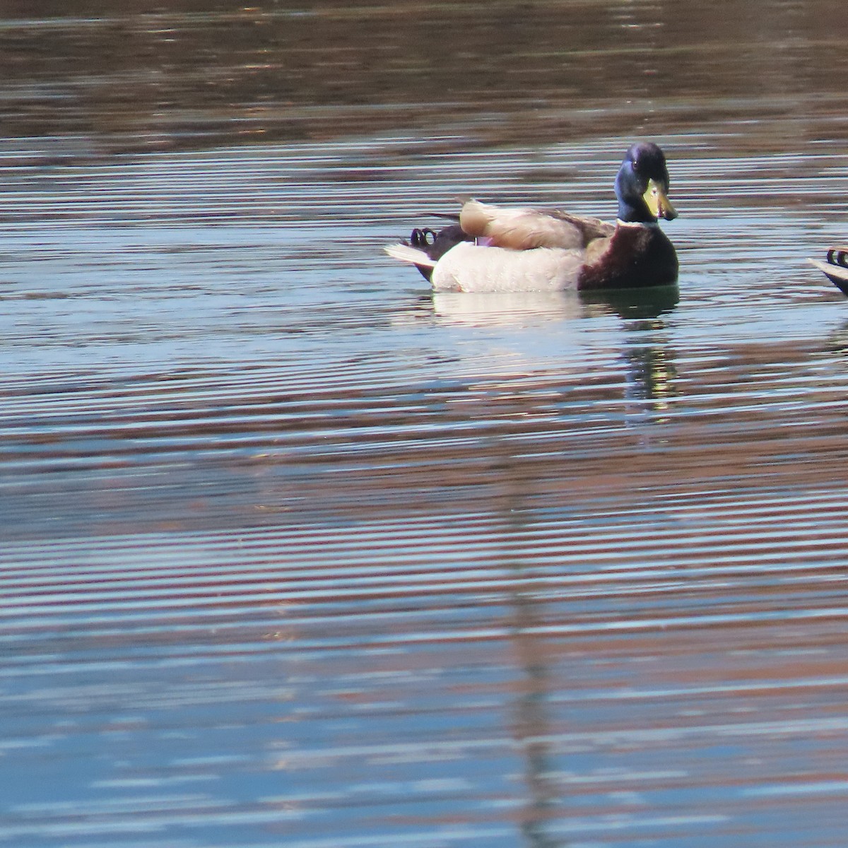 Canard colvert - ML584232761