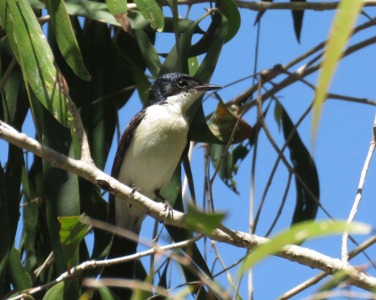 Paperbark Flycatcher - ML584233301