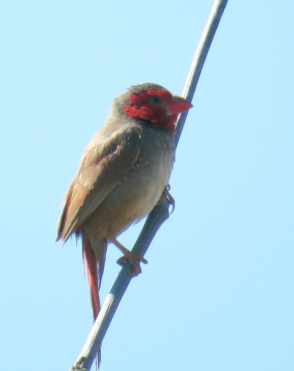 Crimson Finch - ML584233361