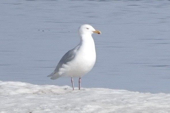 Glaucous Gull - ML584233421