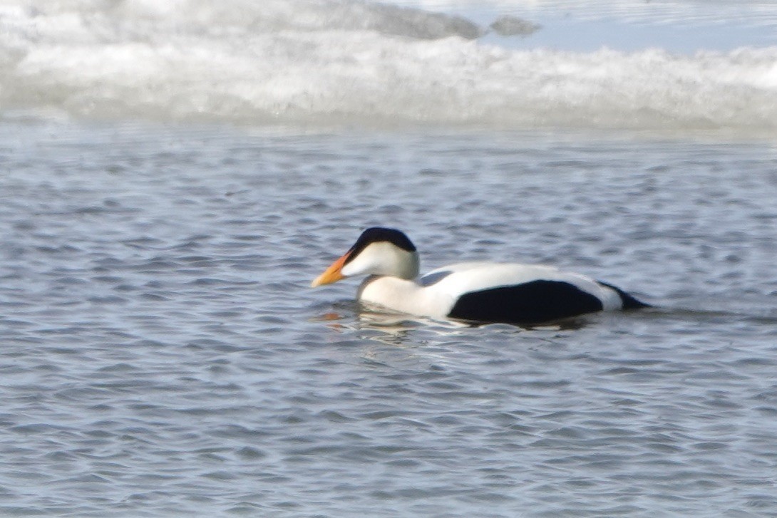 Common Eider - ML584233731