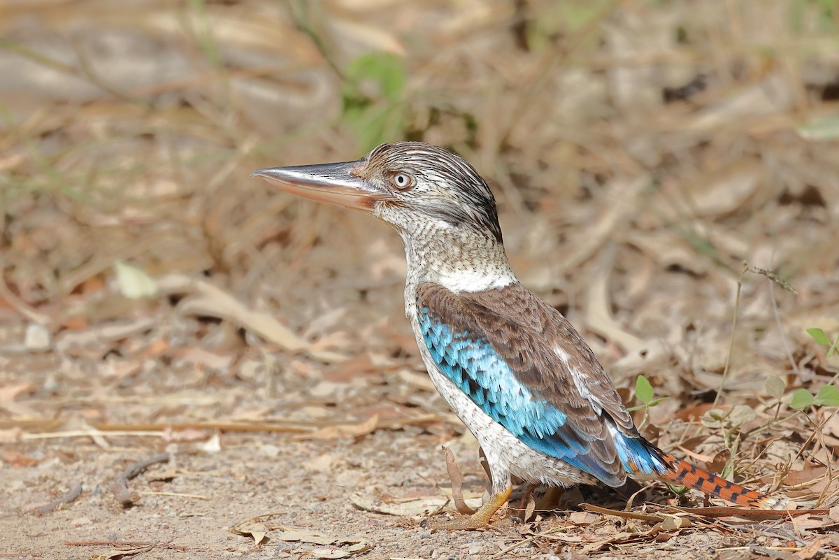 Martin-chasseur à ailes bleues - ML584234981