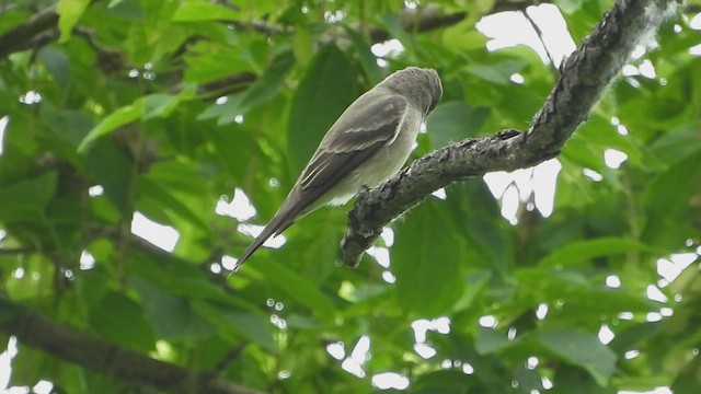 Western Wood-Pewee - ML584236001