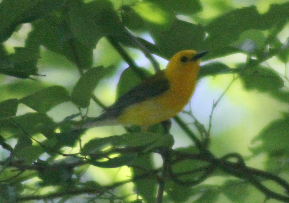 Prothonotary Warbler - ML584237731