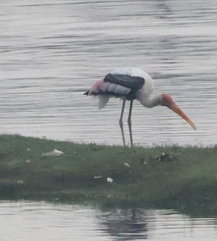 Painted Stork - ML584237791