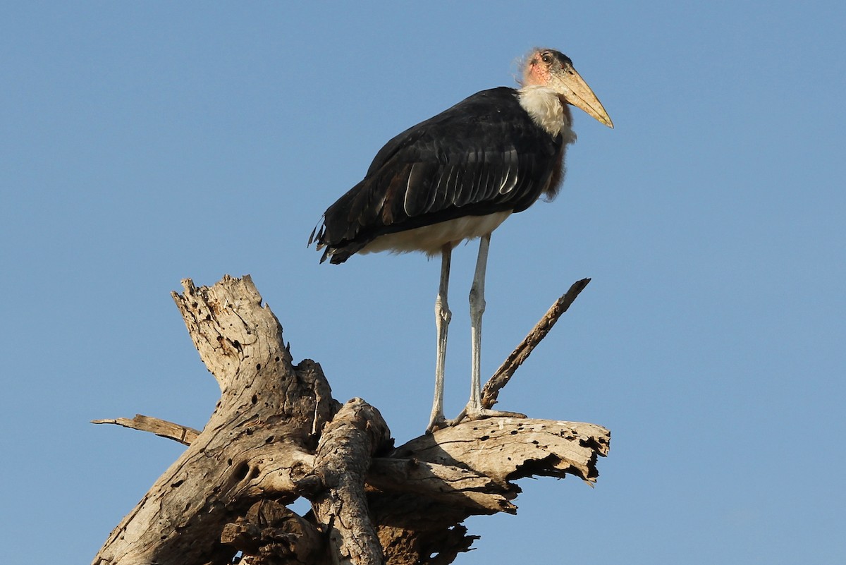 Marabou Stork - ML58423861