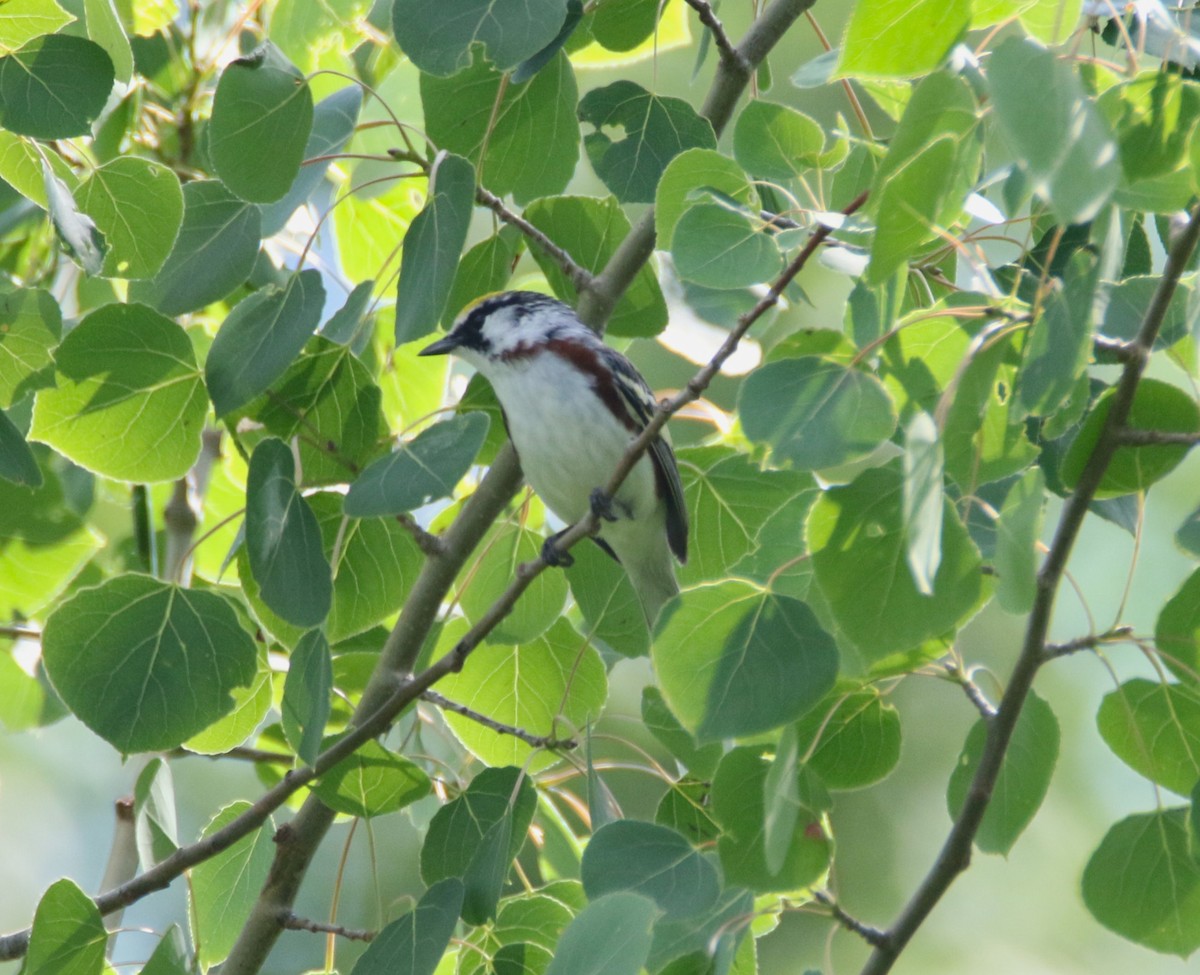 Chestnut-sided Warbler - ML584239391