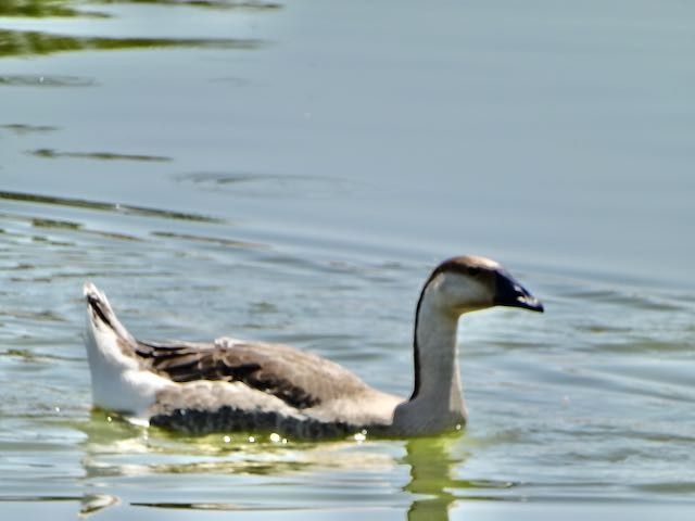 Domestic goose sp. (Domestic type) - ML584239921