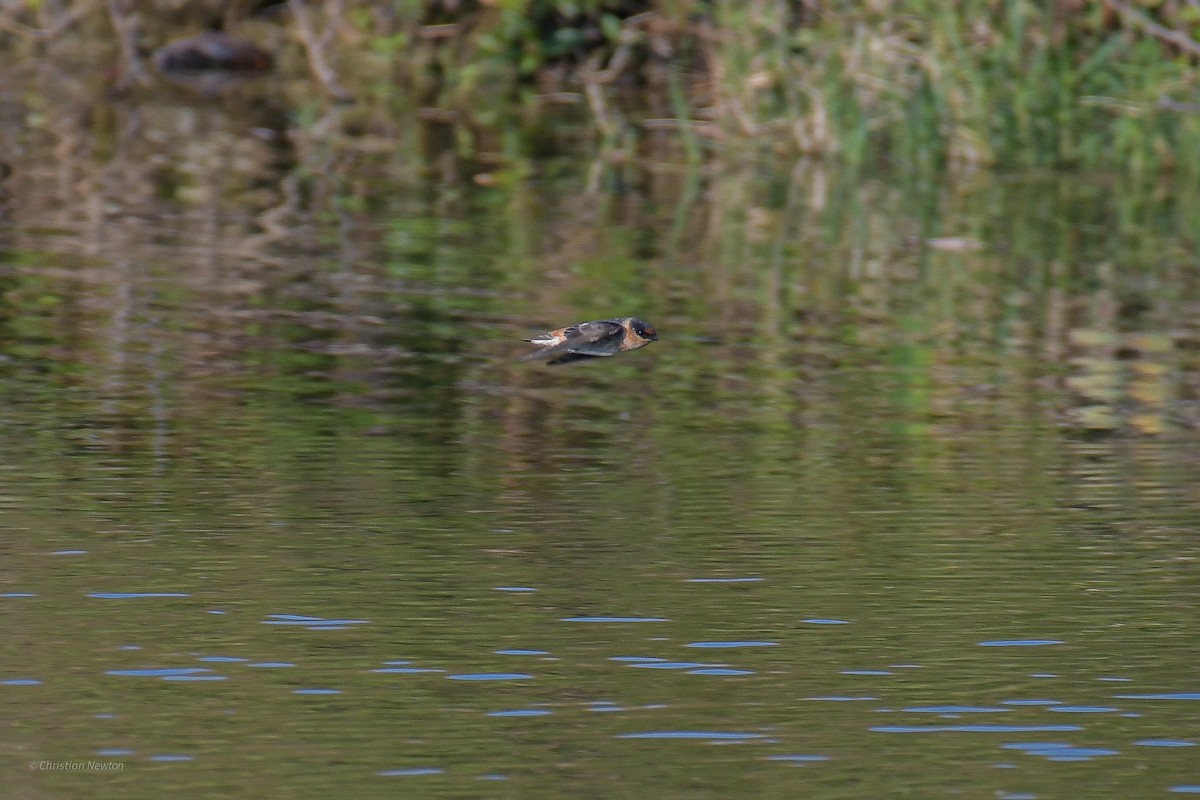 Cave Swallow - ML584240201