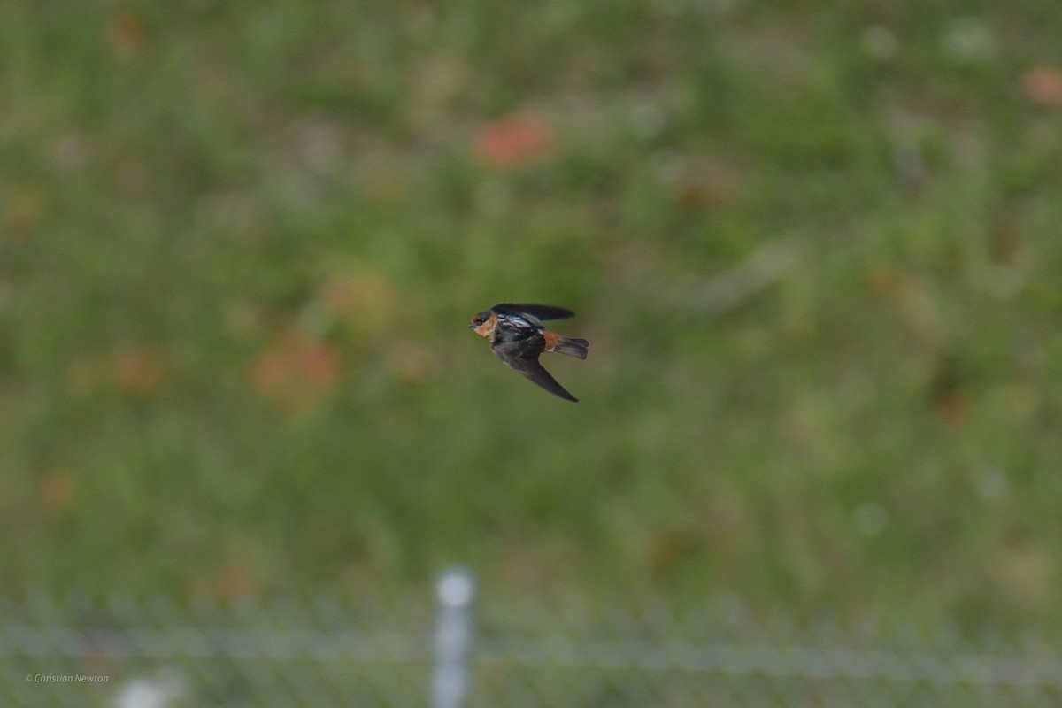 Golondrina Pueblera - ML584240251