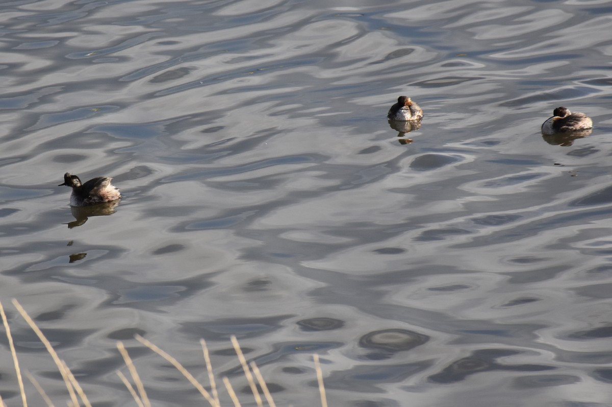 Eared Grebe - David Wheeler