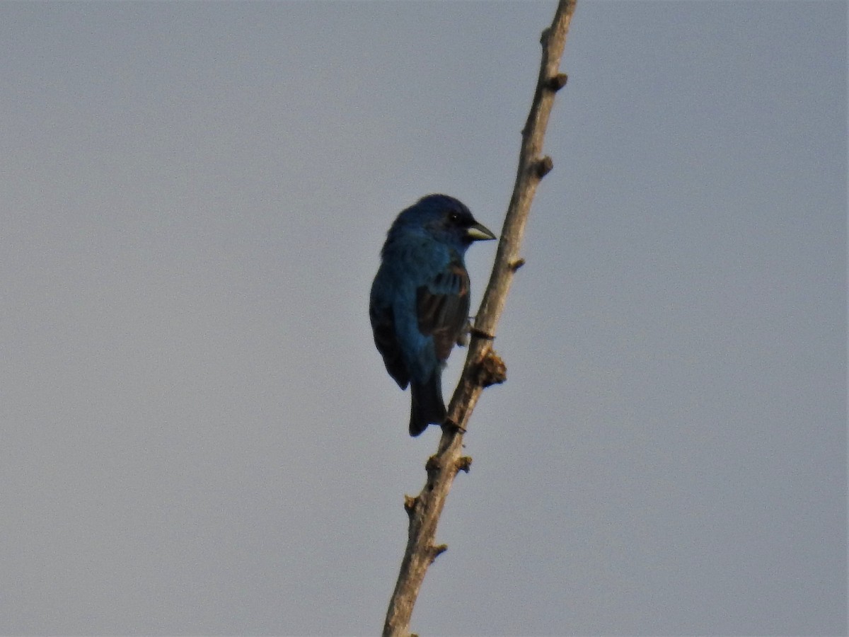 Indigo Bunting - ML584241031