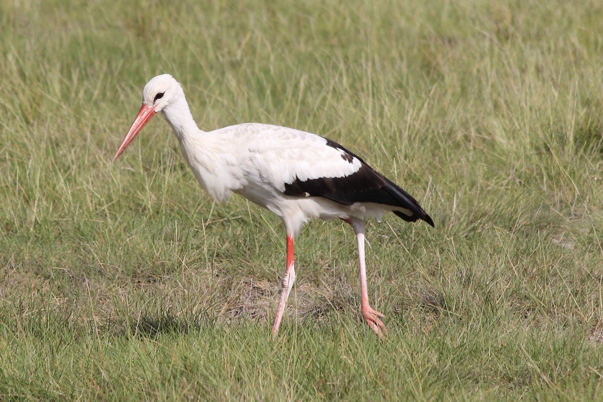 Cicogna bianca - ML58424111