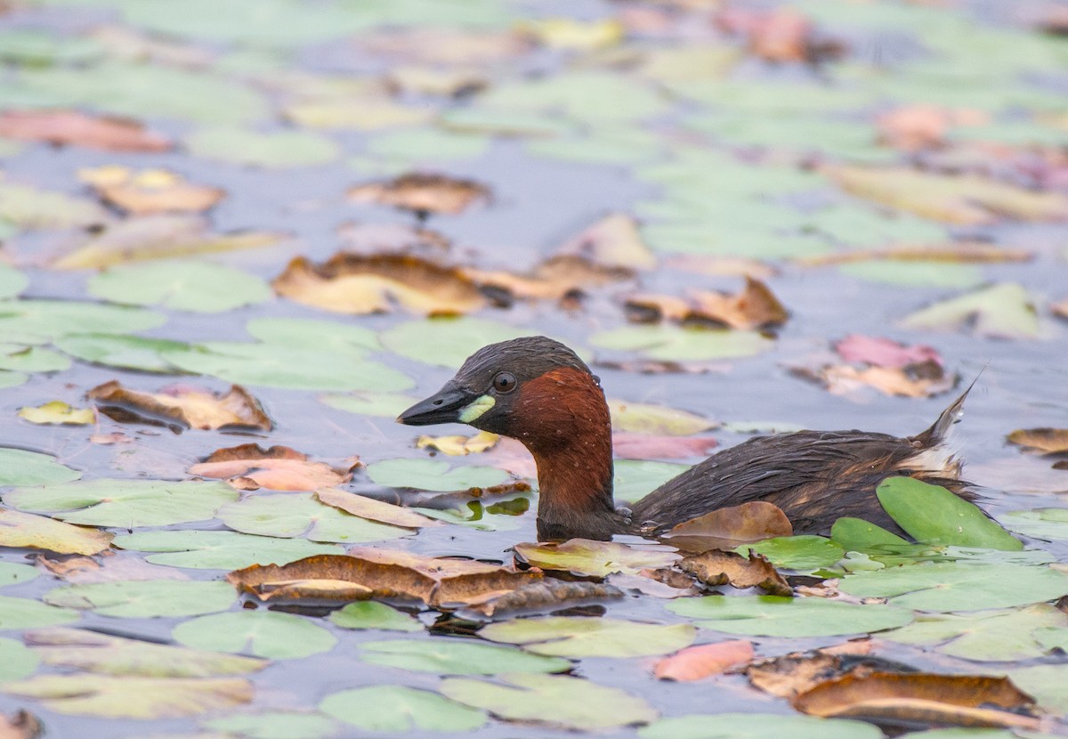 Little Grebe (Little) - ML584242201