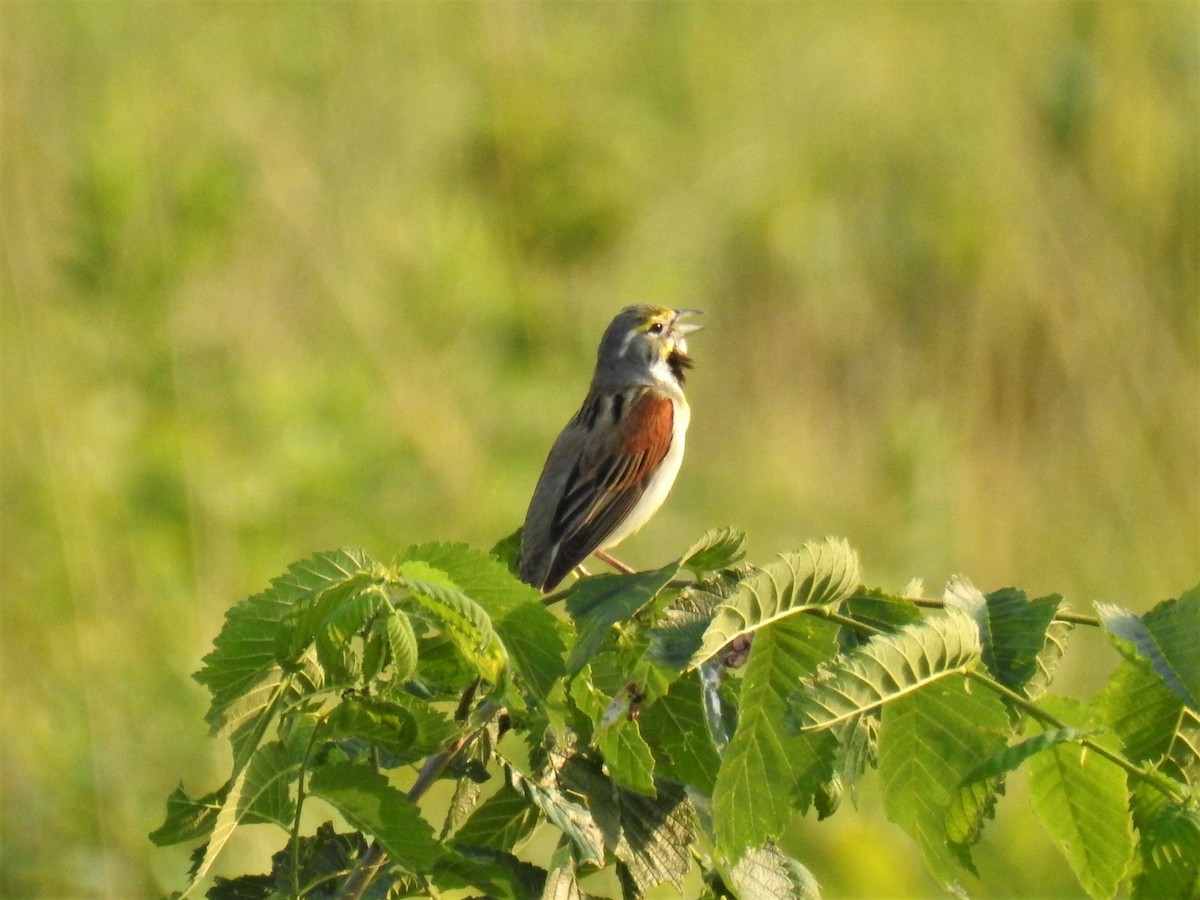 Dickcissel - ML584242771