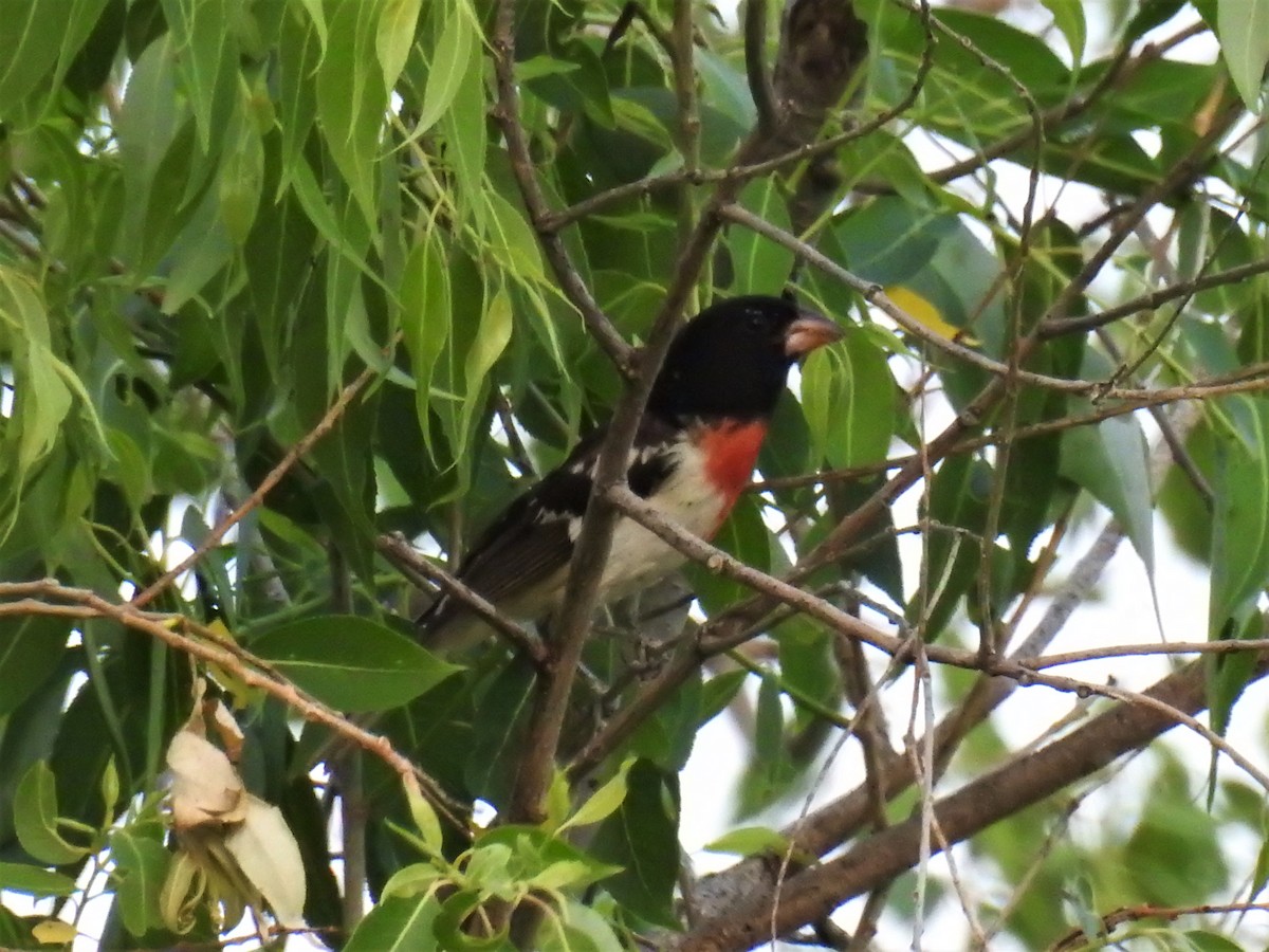 Rose-breasted Grosbeak - ML584242781