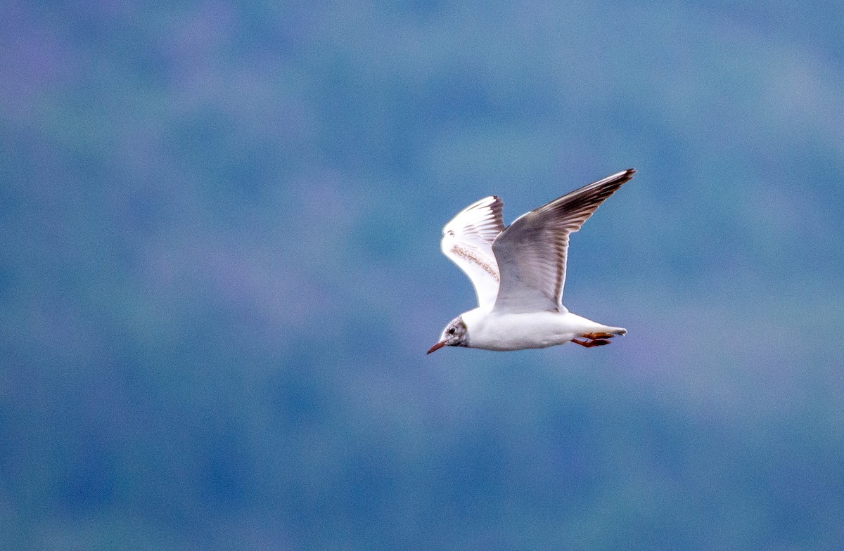 Black-headed Gull - ML584242971